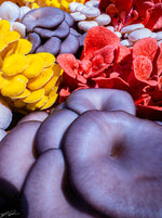 Weekend of Love & Gratitude: February 13-15th, 2026