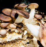 2 Day Mushroom Growing Seminar