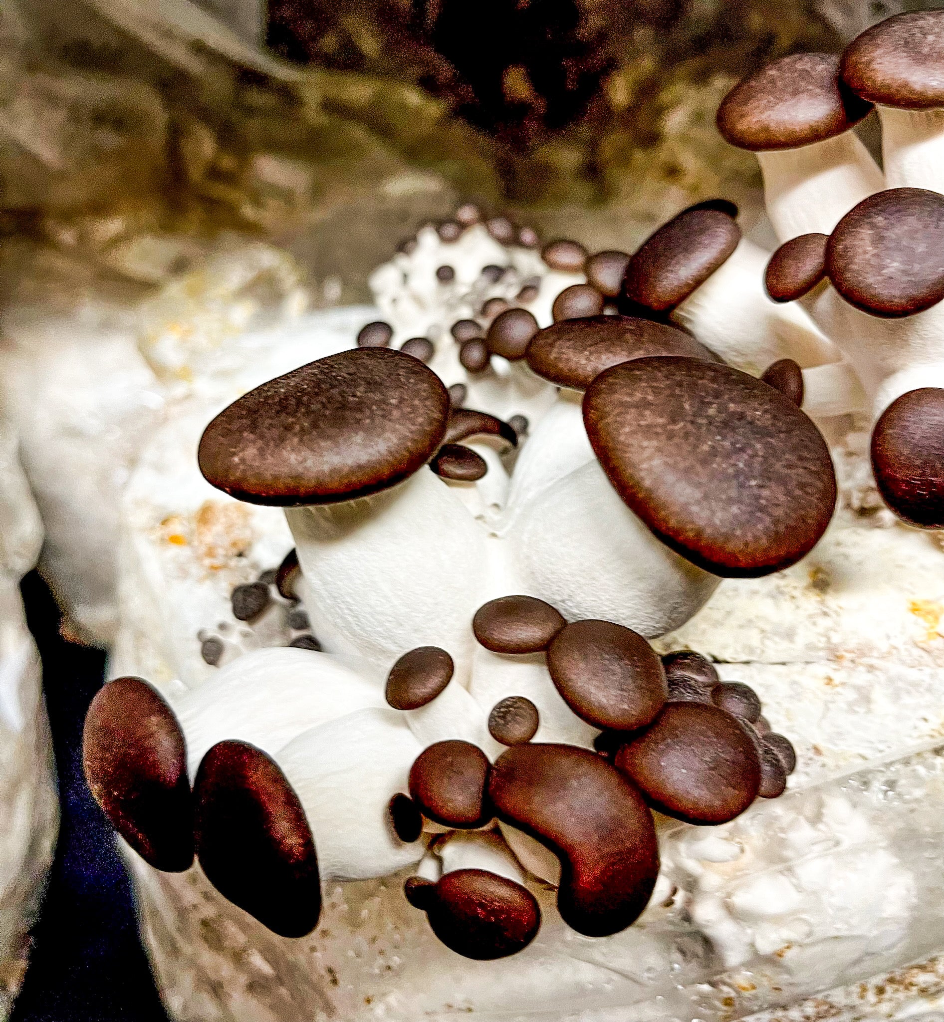 2 Day Mushroom Growing Seminar
