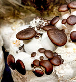 2 Day Mushroom Growing Seminar