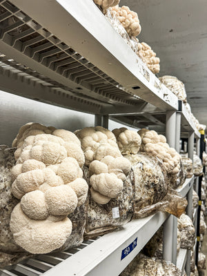 2 Day Mushroom Growing Seminar