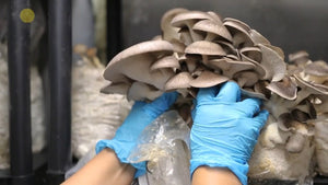 2 Day Mushroom Growing Seminar
