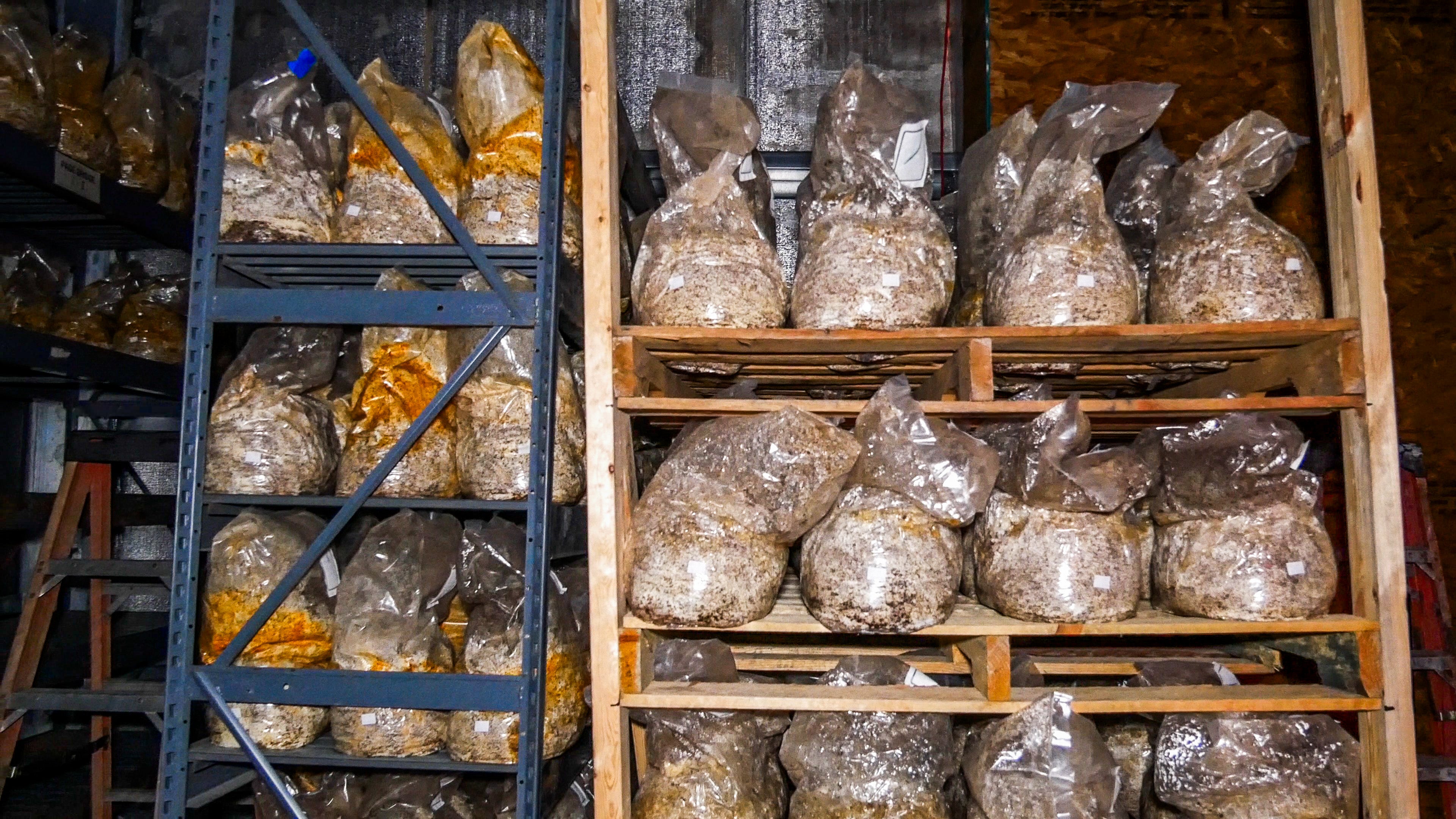 2 Day Mushroom Growing Seminar