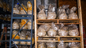2 Day Mushroom Growing Seminar